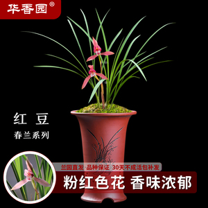 华香园兰花 红豆 春兰红花 浓香型 室内外绿植花卉盆栽耐阴