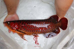 纯血印尼红龙鱼活鱼红辣椒红龙鱼活体鱼小型鱼苗热带观赏鱼