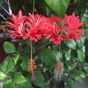 宝盆栽宫廷灯笼花花篮扶桑拱手裂扶桑尾花灯木槿凤瓣莲吊灯灯笼花