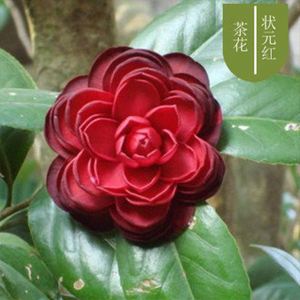 十色赤丹茶花盆栽