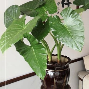 滴水观音绿植水培花草盆栽室内绿植好养植物水培大叶霸王芋吸甲醛
