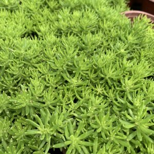 佛甲草盆栽花园庭院屋顶地栽绿化苗金叶草皮盆景多年生地被植物