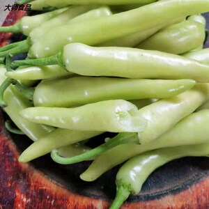 广西新鲜白辣椒  腌制泡椒 白皮辣椒 尖椒蔬菜老坛酸菜微辣