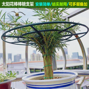 太阳花棒棒糖造型花支架子蟹爪兰爬藤嫁接单层多层支撑花架子塑料