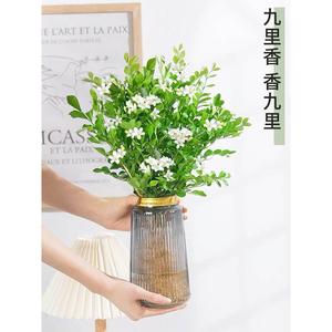 九里香水培植物盆栽室内客厅花卉绿植阳台驱蚊四季开花好养桌面花