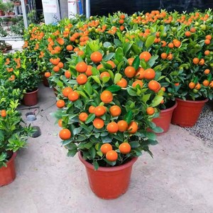 四季金桔树苗盆栽带果可食用植物室内花卉阳台年宵小橘子绿植好养