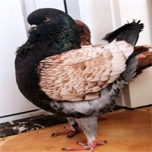 特大体美系欧系反色摩登那2.8斤左右元宝圆环鸽子种蛋受精蛋顺丰