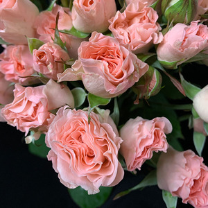 yoyo花花世界高端稀有粉色人鱼公主多头玫瑰酷皮多头玫瑰鲜花m