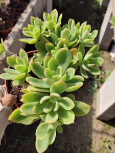 金辉多肉植物超大老桩悬崖桩柠檬多肉柠檬色满状态防辐射盆栽