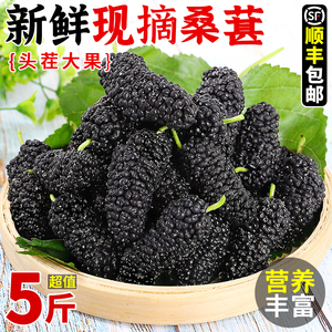 新鲜桑葚5斤新鲜当季孕妇水果时令鲜果无沙桑椹泡酒酵素台湾四季