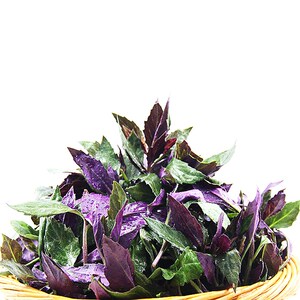 新款种苗 紫背音葵苗 紫/红背菜 观天菜阳台庭院四季盆栽.