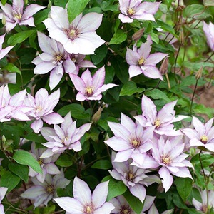 撒玛利亚乔铁线莲