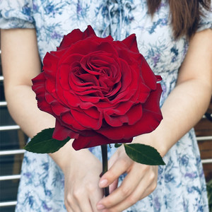 心跳红梅拉厄瓜多尔玫瑰花苗盆栽暗红色花朵丝绒感特大花浓香四季