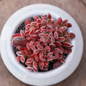 000人付款淘宝梦椿多j头群生梦春多肉植物组合盆e栽办公室绿植创意