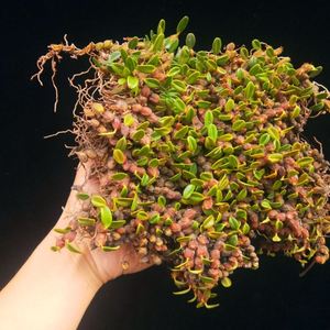 石豆兰石斛 单叶固唇兰红石豆兰石斛兰盆景盆栽