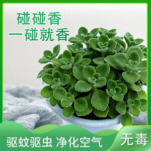 碰碰香盆栽植物一抹香属猪驱蚊防虫香草净化空气室内带香味一摸香