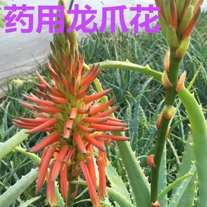 804人付款淘宝绿植药用花卉木立芦荟木剑芦荟 小木芦荟龙爪菊龙爪芦荟