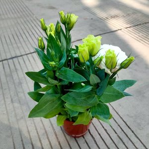 【中国桔梗盆栽】中国桔梗盆栽品牌,价格 - 阿里巴巴