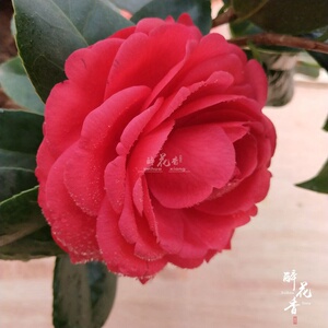 七栽福建大朱砂盆巧苗绿植花卉盆栽阳台客厅庭院植物带花苞山茶.