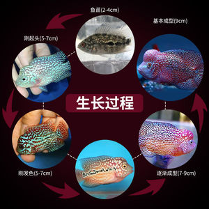 罗汉鱼起头大苗幼苗亚成鸿运马骝金花火凤凰泰金帝王麒麟古典小鱼