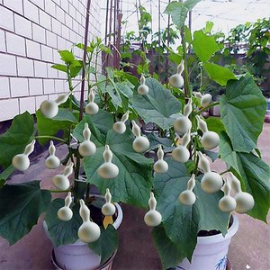 葫芦籽手捻文玩葫芦大中小号酒葫芦种籽阳台盆栽藤蔓植物小美国种