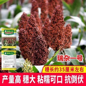 糯优1号 酿酒高粱种籽春季高产矮生红白糯高粱抗旱防鸟害高粱种子