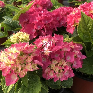 含羞叶中苗带花苞大花绣球盆栽八仙花室内外阳台花卉植物庭院耐.