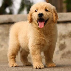 1纯种金毛犬幼犬活体导盲犬狗活幼体中小狗动物活物真狗宠物狗狗