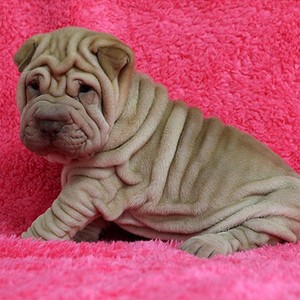 纯种沙皮犬幼犬憨厚褶皮老虎狗短毛犬活体短腿老虎嘴家养宠物狗狗