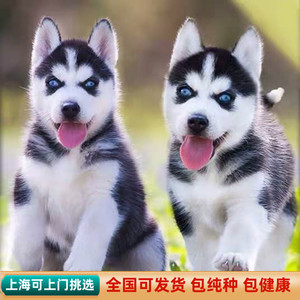 出售纯种哈士奇幼犬活体二哈幼犬三火蓝眼中型雪橇犬三傻宠物狗狗