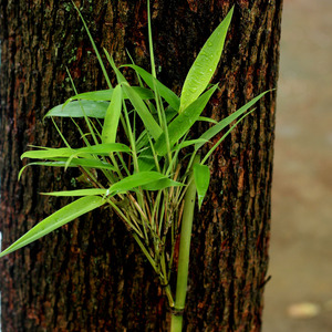 小竹笋苗