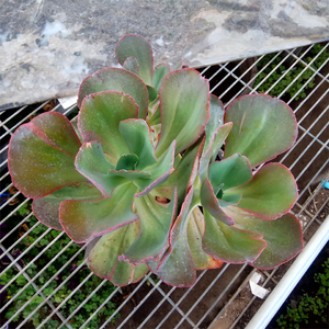 巨型多肉植物大叶秀妍15cm以上一物一拍群生多头老桩盆栽绿植.