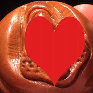 橄榄核雕女阴生命之源手把件超大印尼进口单籽文玩手把件