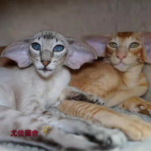 东方短毛猫飞机耳低耳位纯黑纯蓝虎斑贵族赛级猫纯种幼猫血统猫舍