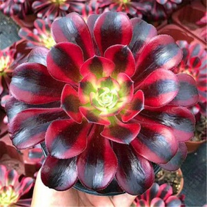 黑法师老桩多头多肉植物合盆栽花卉老桩爆盆缀化美杜莎美亚水墨.