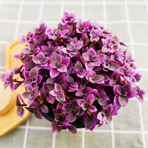 胭脂云肉肉新款爆盆多肉植物老桩精品花卉组合盆栽含盆包邮