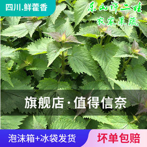 鱼香菜新鲜四川