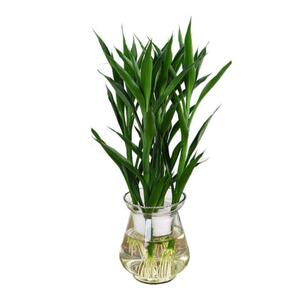 招财竹水养开运竹玻璃瓶客厅花卉室内绿植盆栽发财竹富贵竹水培