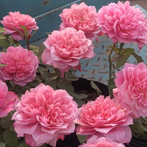 欧月灌木新品思念月季花苗玫瑰花盆栽花卉植物室内花庭院地栽