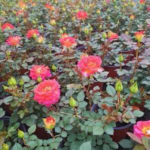 【限时特价】欧洲玫瑰月季(二乔)盆栽带o花苞四季开花花卉绿植.