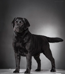 黑色拉布拉多爱心领养小型犬宠物狗狗当天发货短毛狗活体