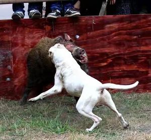 纯种阿根廷杜高幼犬活体大型猎犬打猎杜高犬猛犬野猪克星技术狗粮