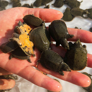 外塘甲鱼苗小甲鱼中华日本鳖苗水鱼团鱼苗龙鱼活体饲料