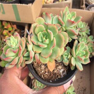 红化妆 薄化妆老桩群生多头多肉植物盆栽组合红花妆肉肉绿植花卉