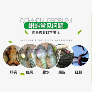 鱼q乐产养殖蛙用蝌蚪红肚康牛蛙青蛙林蛙黑斑蛙蝌蚪红肚胀肚白体