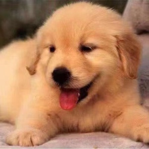 金毛犬幼犬宠物狗崽子活物活体活泼可爱真狗沙滩金枫叶红幼崽