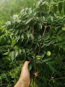 买三送一深山新鲜苦楝叶苦炼树树叶火炼树火楝树根 苦苓树叶500克