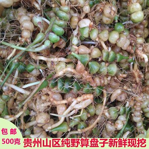 野生九籽连环草鲜货 贵州中草药材算盘子银珠草珍珠三七500g包邮