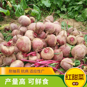 红甜菜根种子疙瘩糖萝卜红菜头叶甜菜甜根菜四季播蔬菜籽补血菜孑