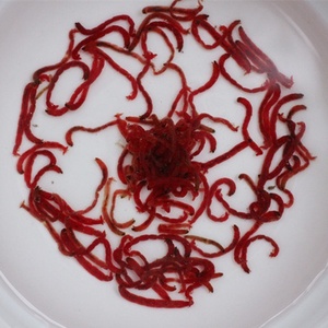 四川成都冻红虫鱼饲料鱼食丰年虾冰冻牛心汉堡七彩冷冻血虫罗汉红